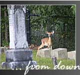 deer in cemetery